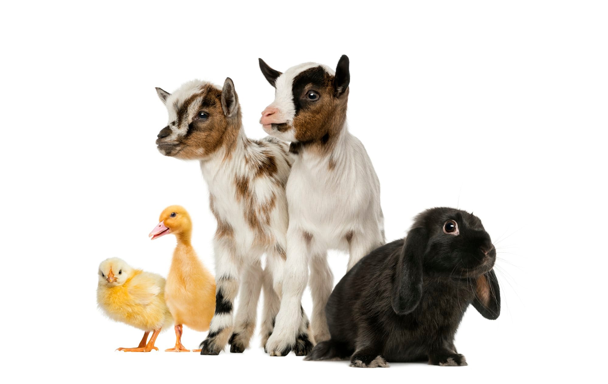 Group of farm animals